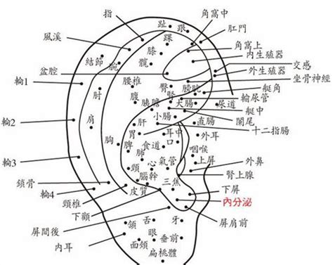 耳朵長痣|面相：耳朵有痣算命圖解，全位置對照，看看你是哪一。